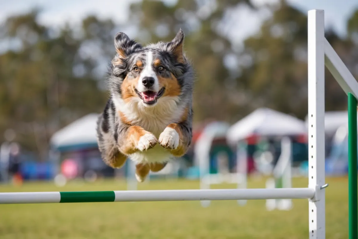 Chien franchissant une haie d'agility sur un parcours extérieur, illustration éditoriale