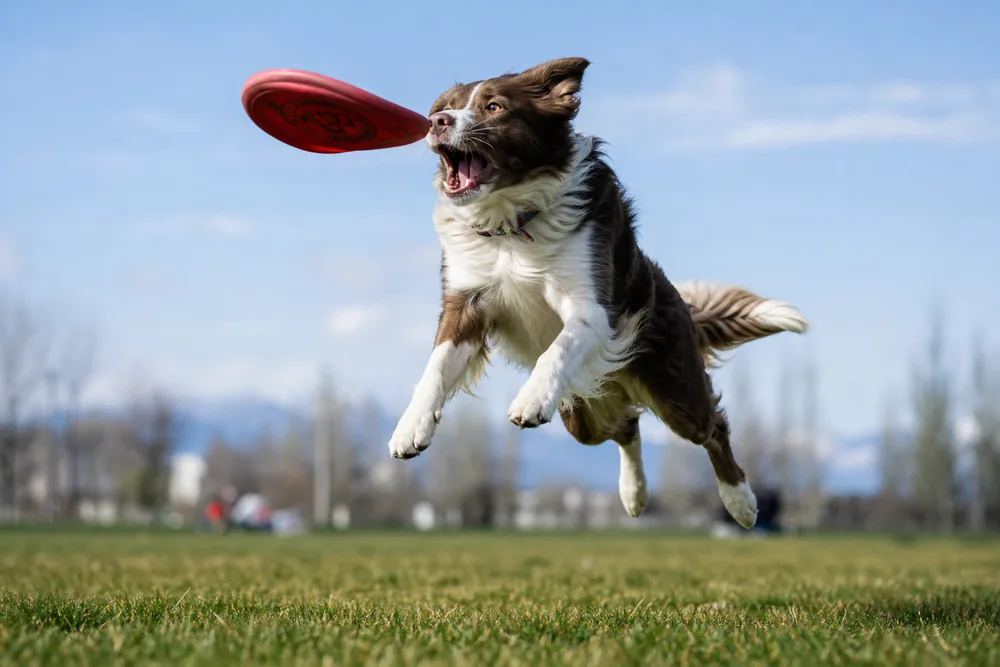 Illustration d’un chien jouant avec un disque volant sur une pelouse