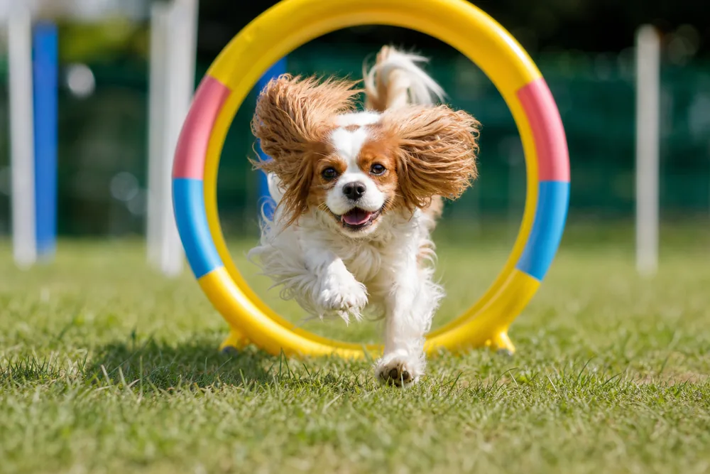 Illustration d’un chien traversant une arche de hoopers sur un terrain herbeux