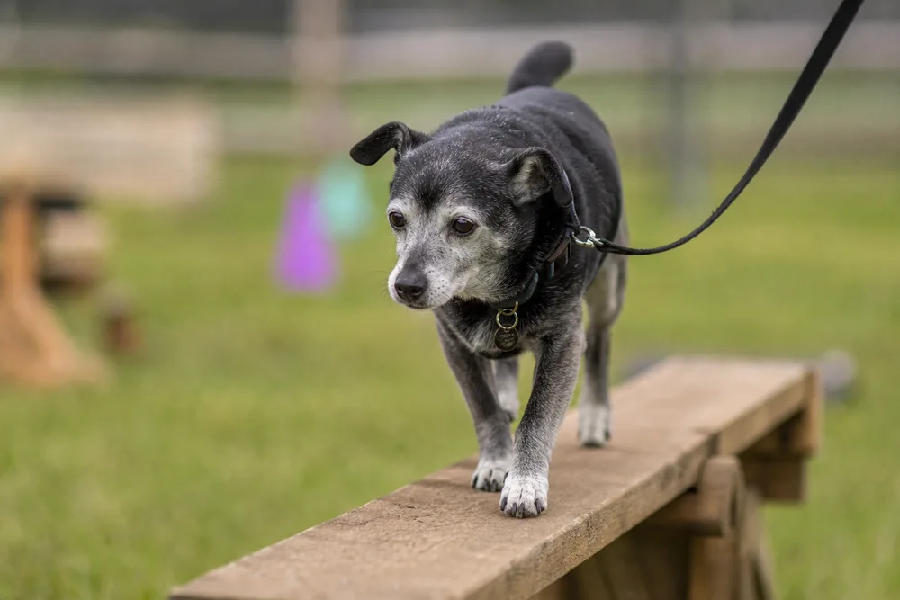 Chien avançant avec attention sur un module bas de mobility, illustration éditoriale