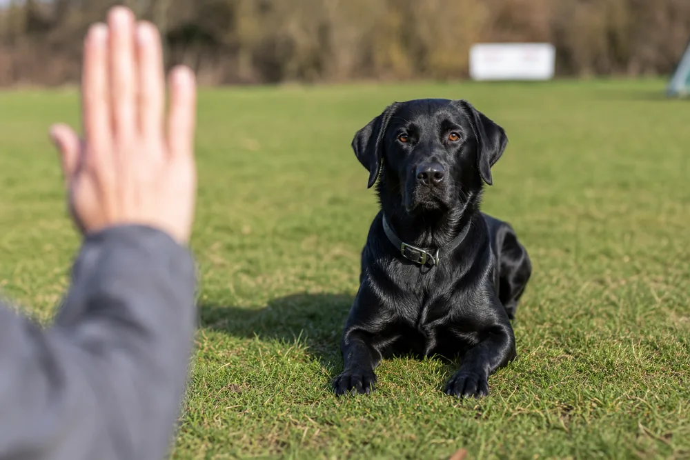 Chien attentif pendant un exercice d’obéissance