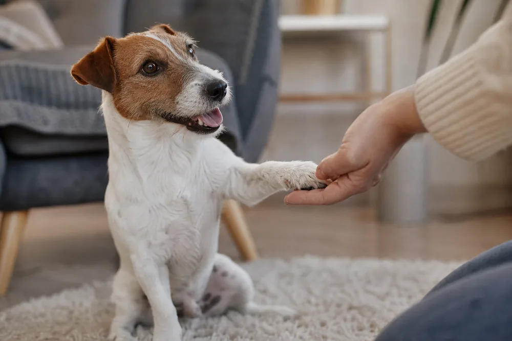Petit chien donnant la patte à son maître lors d'un exercice de tricks